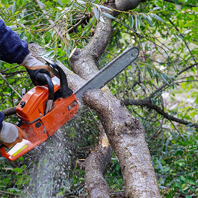 Tree Services Trimming/ Pruning/ Removal