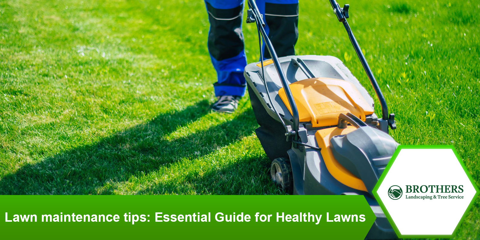 lawn-maintenance-tips-essential-guide-healthy-lawns