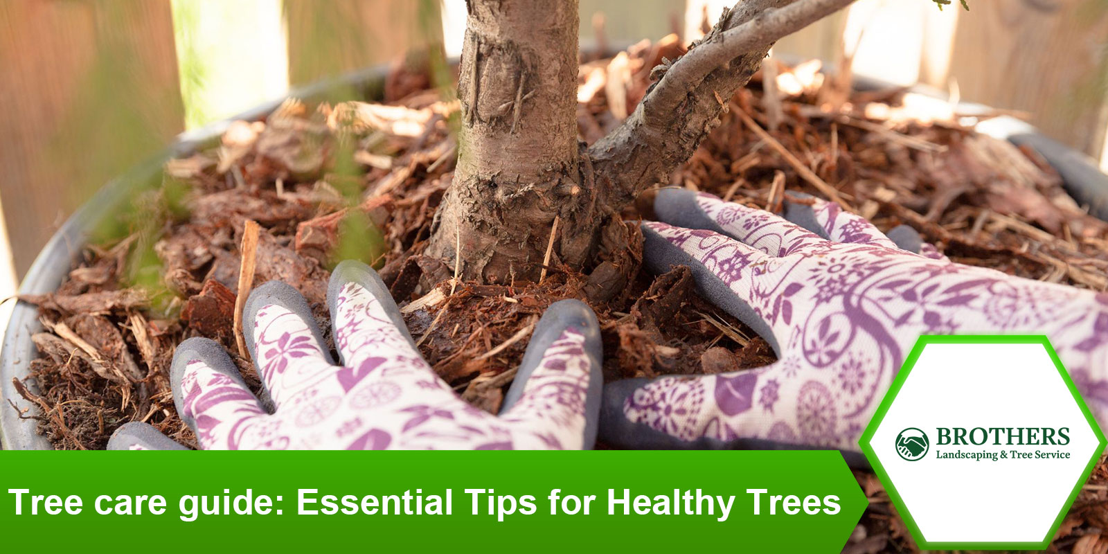 tree-care-guide-essential-tips-healthy-trees