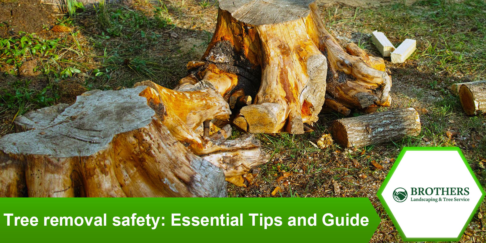 tree-removal-safety-essential-tips-guide.