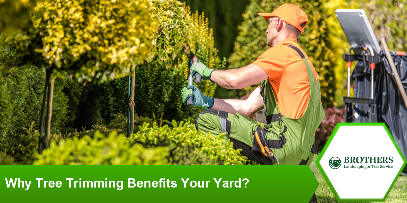 Benefits of Tree Trimming in Enhancing Yard Safety and Aesthetics