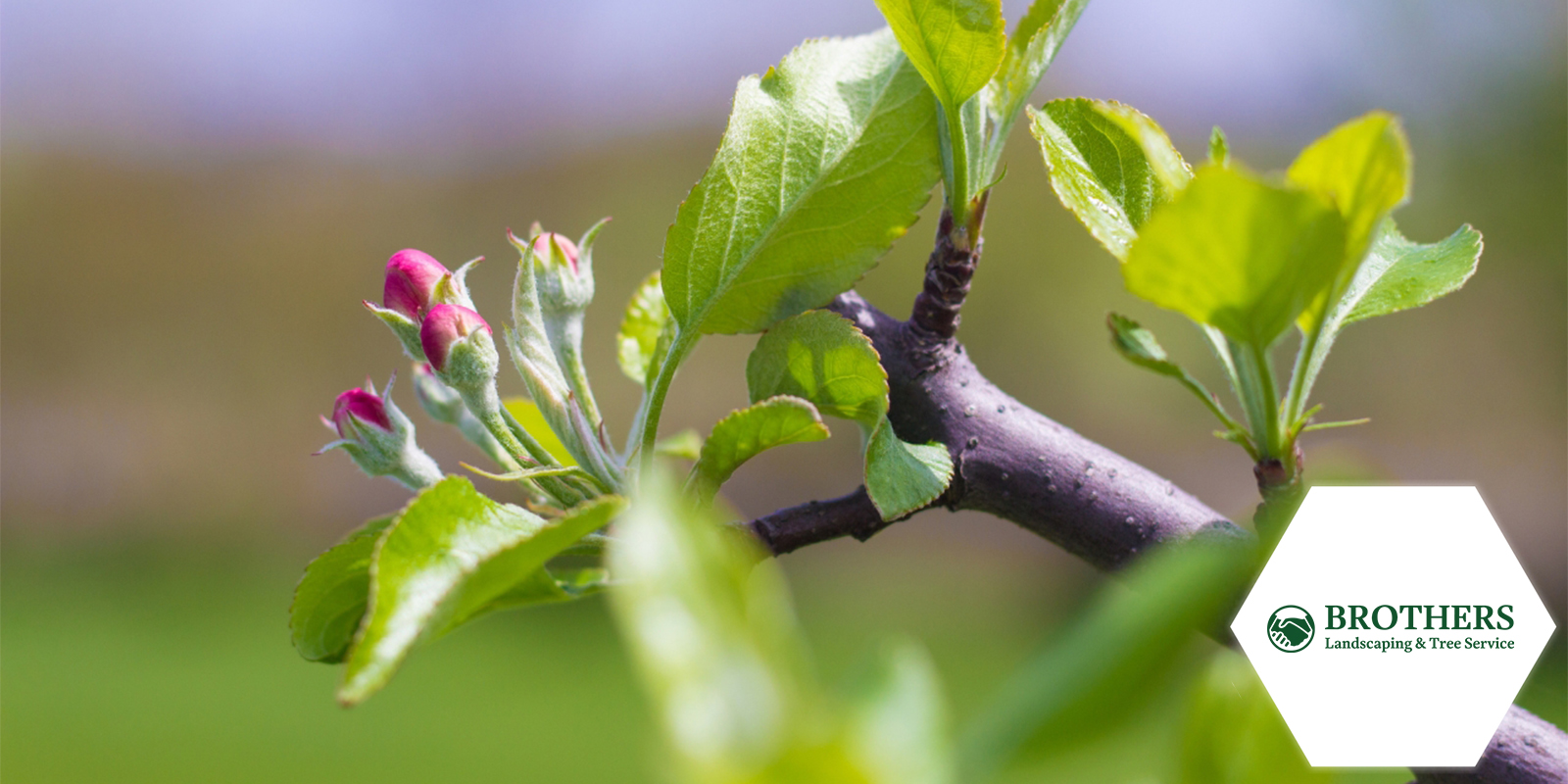 Healthy Tree Thriving After Proper Pruning