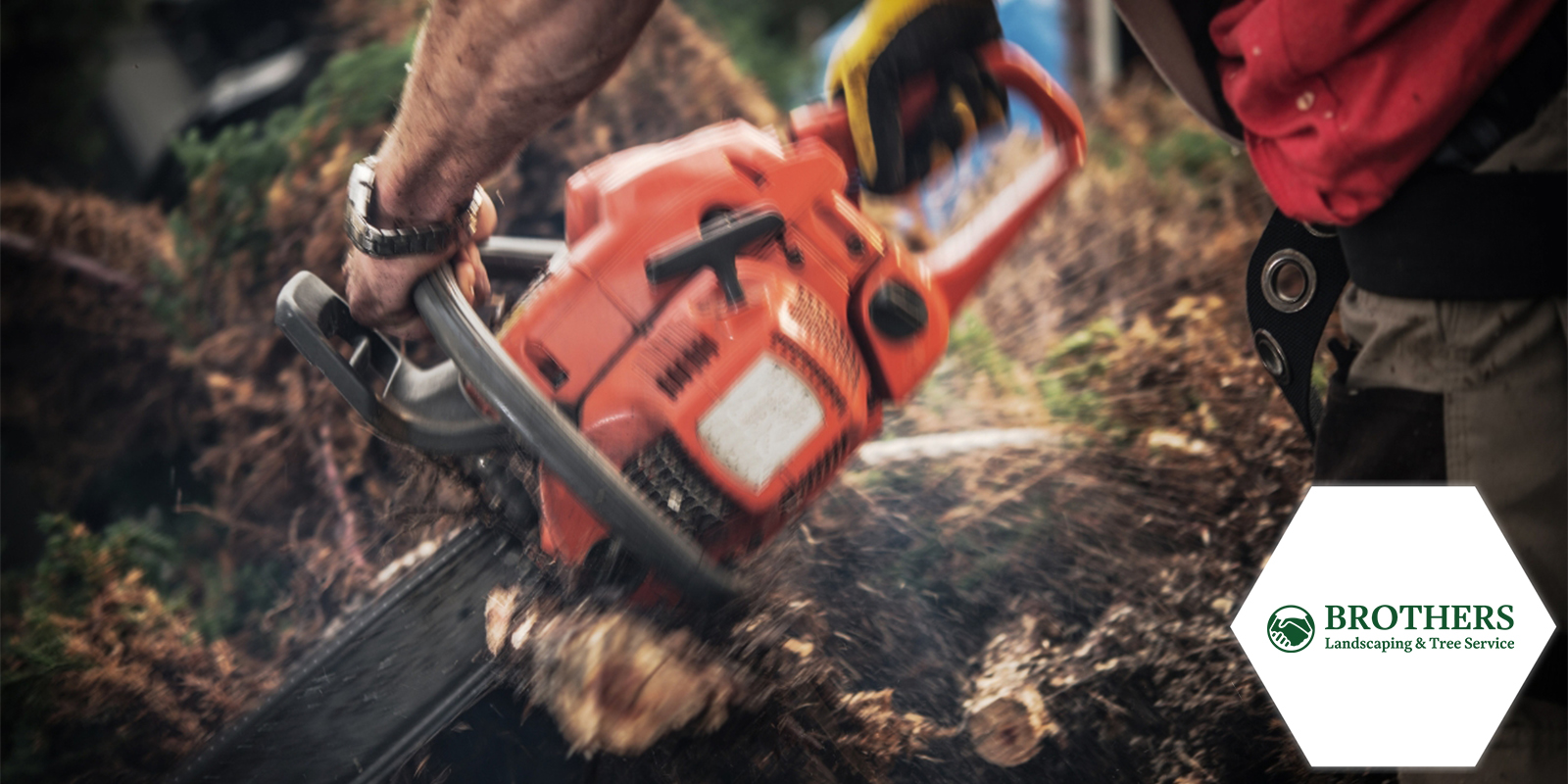 Professional arborist assessing tree health for safety.