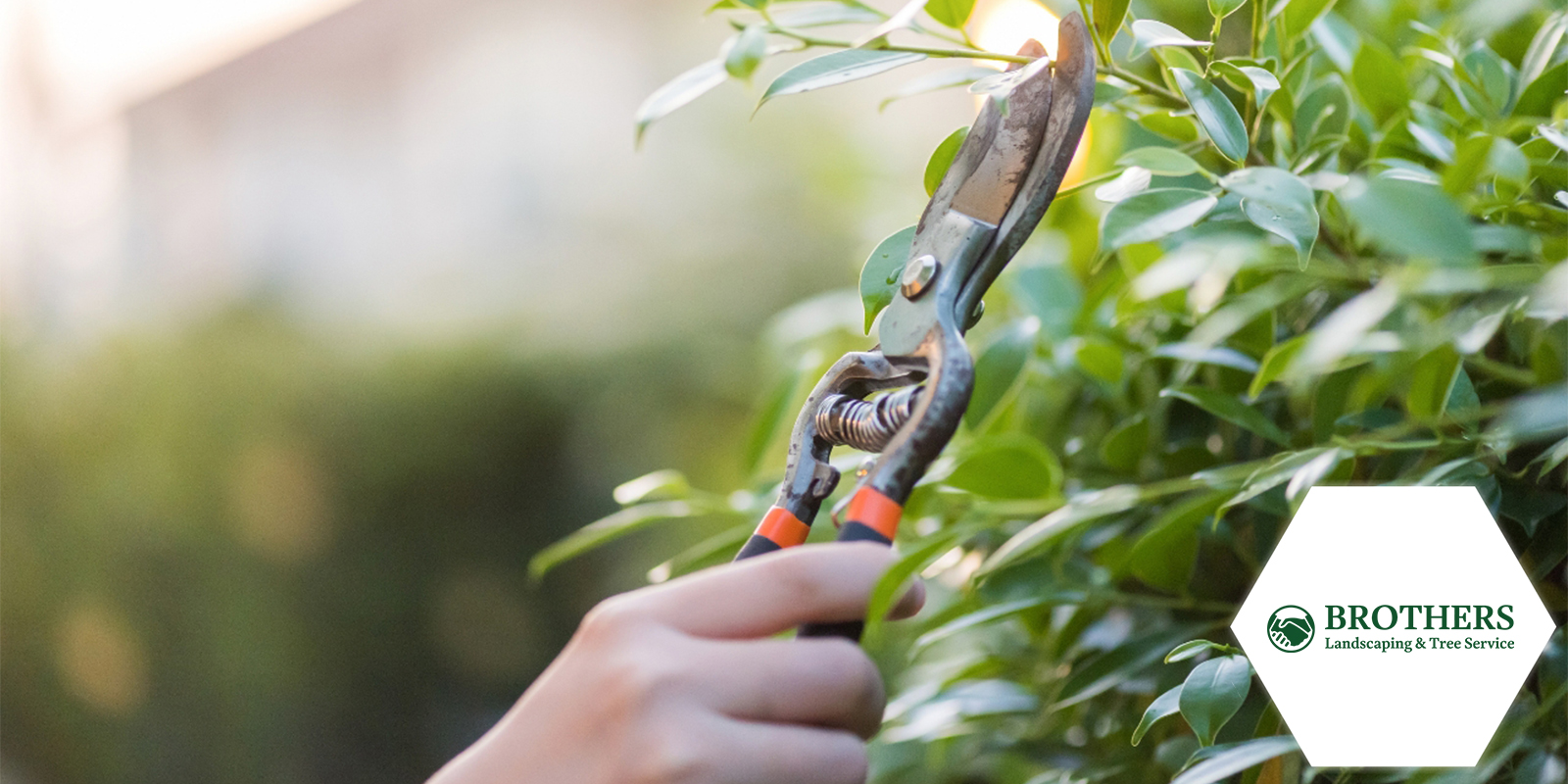 Safety Tips for Pruning Large Trees