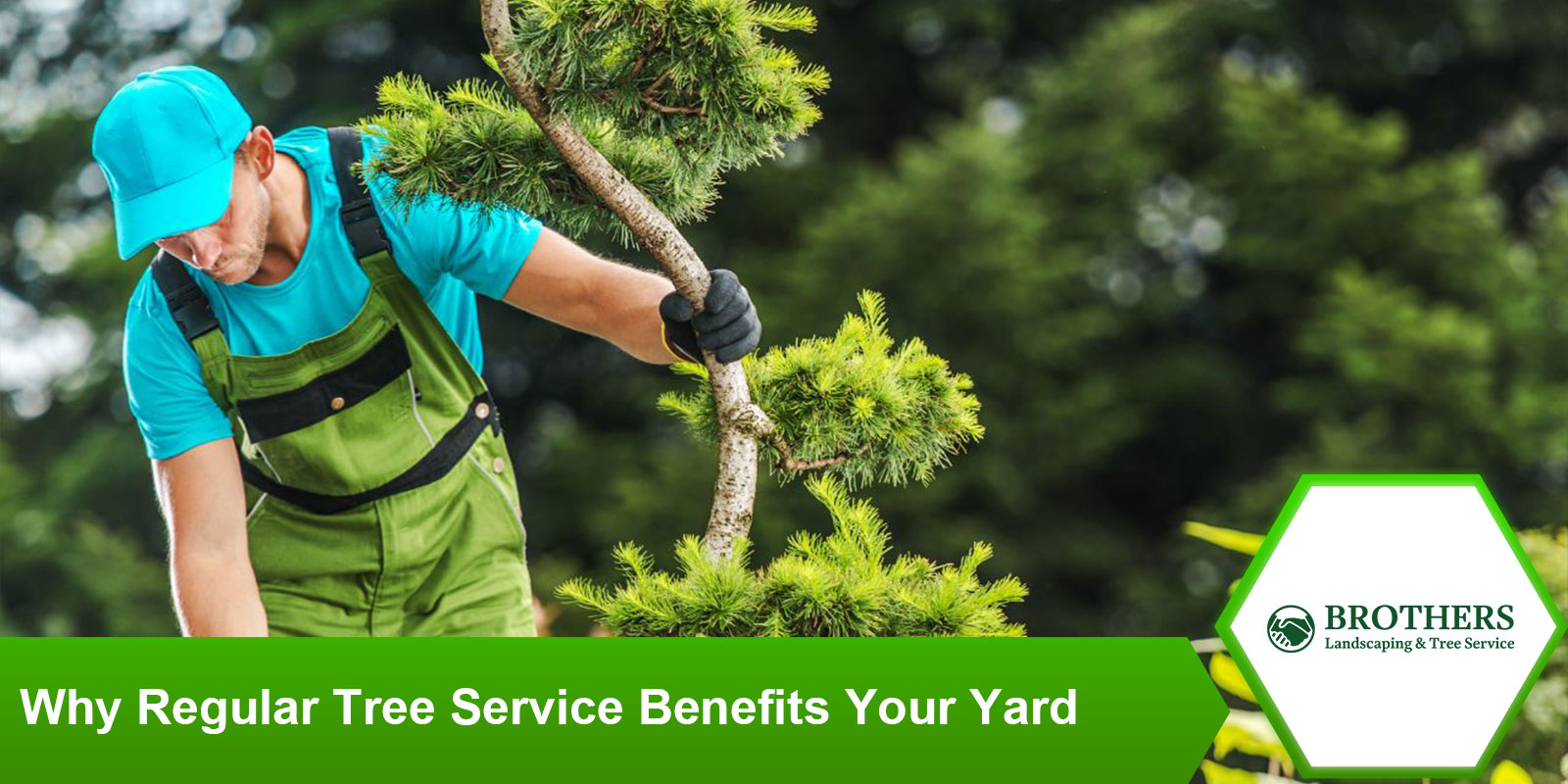 Regular tree service benefits your yard.