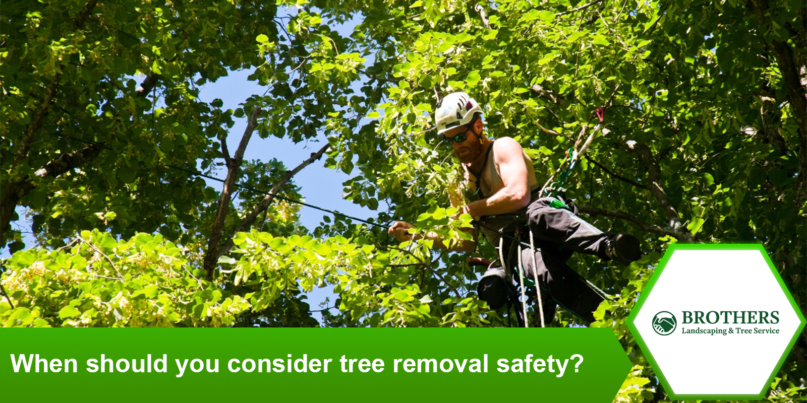 : Expert demonstrating safe tree removal techniques