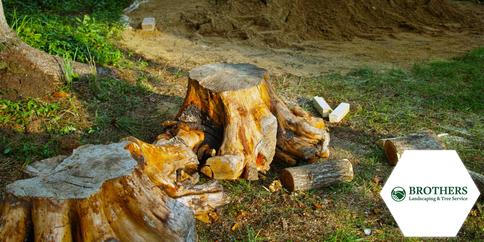 Securing the area around a tree scheduled for removal