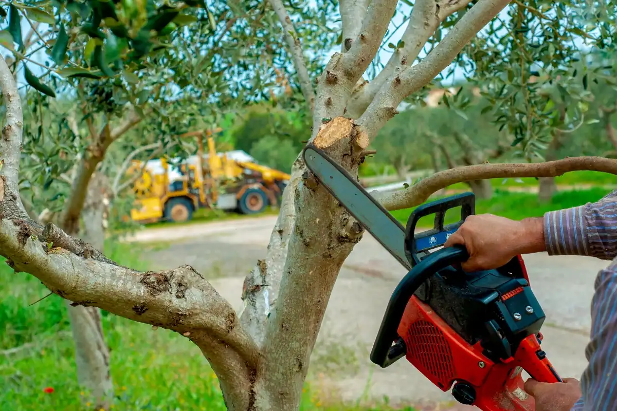 Professional tree services