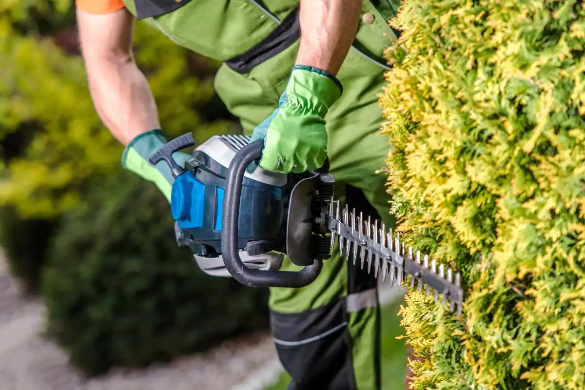 Professional tree trimming