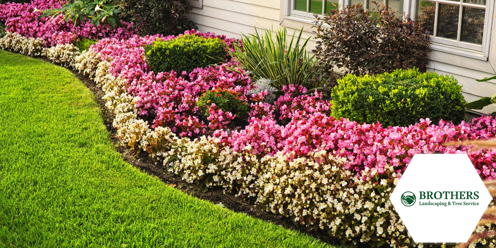 Vibrant garden showcasing a mix of colors and textures.