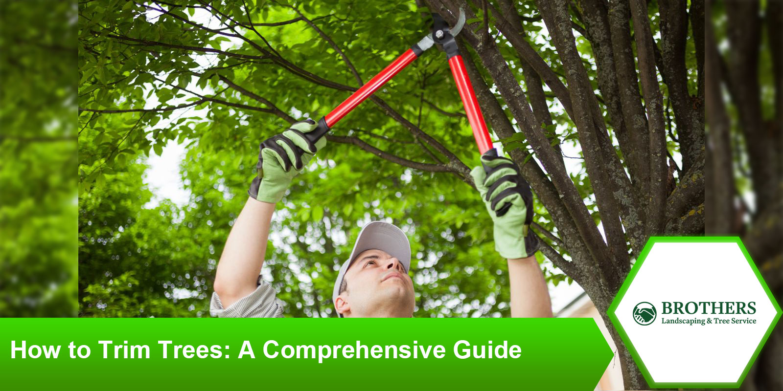 Step-by-step guide on how to trim trees effectively and safely.