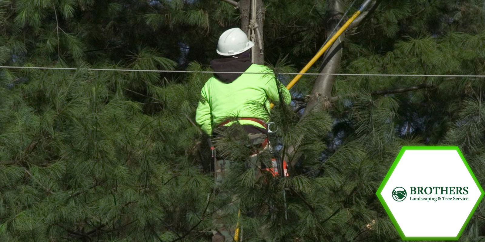 Safety gear and precautions for effective tree trimming.