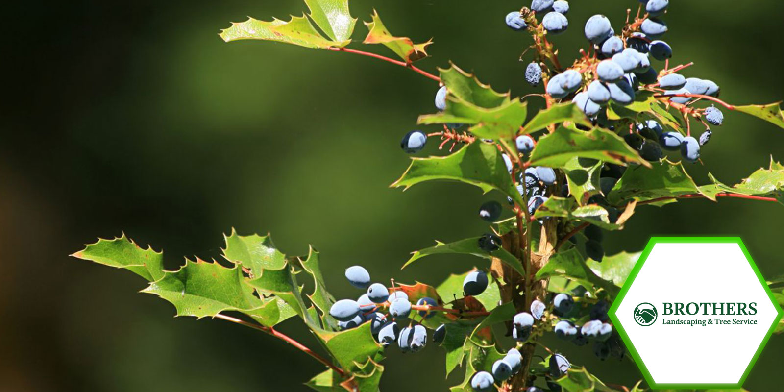 mason-county-yard-native-plants