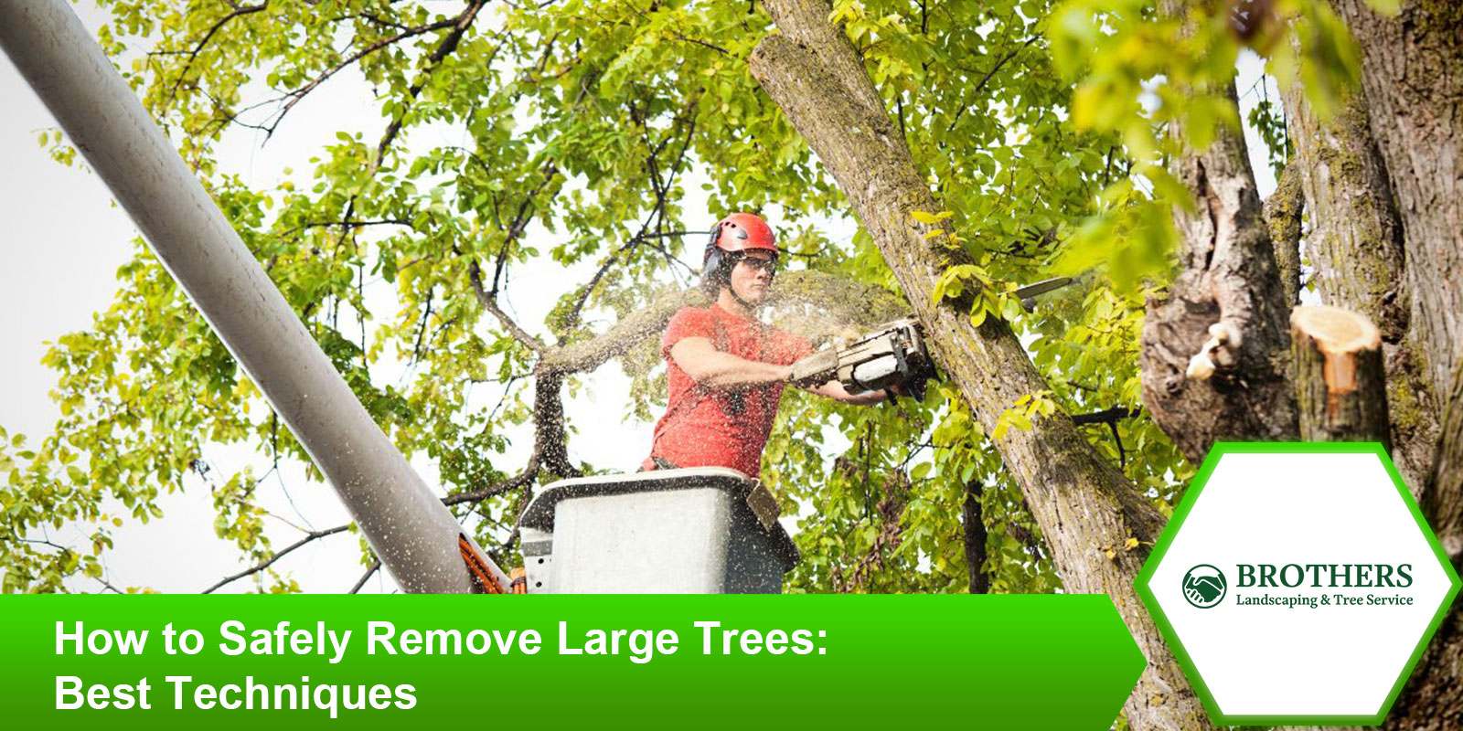 Expert guide on how to safely remove large trees with proper tools and techniques.