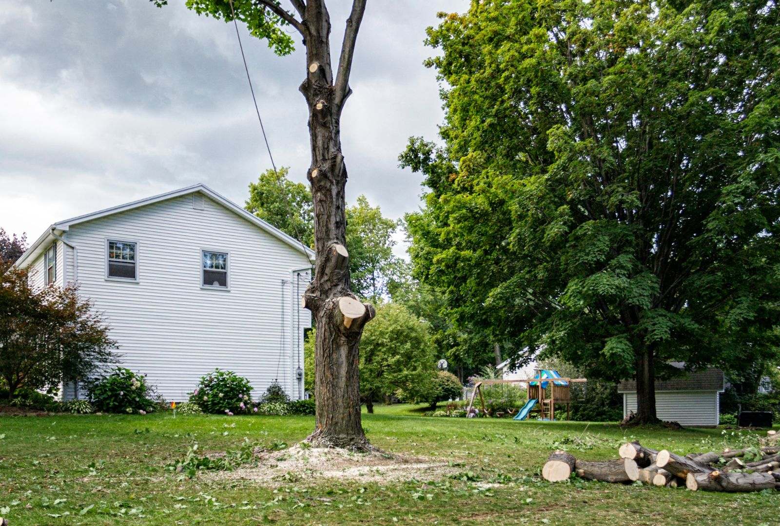 Safe and effective large tree removal methods to protect property