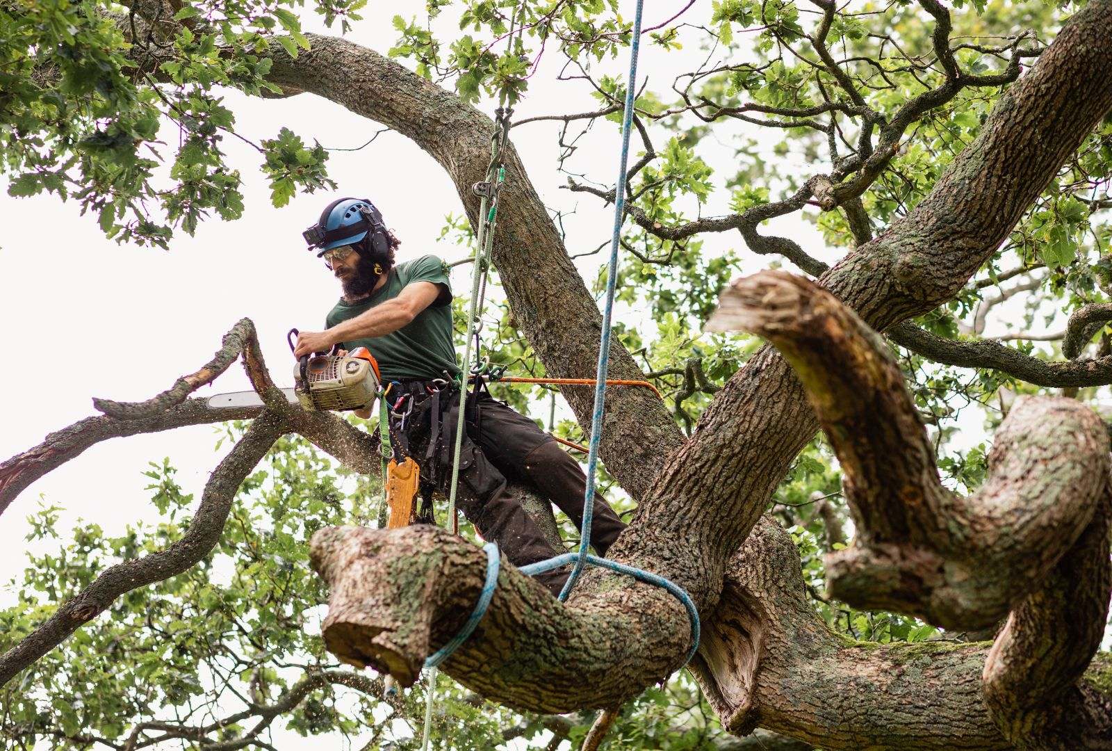 Professional tree removal services ensuring safe and efficient tree removal