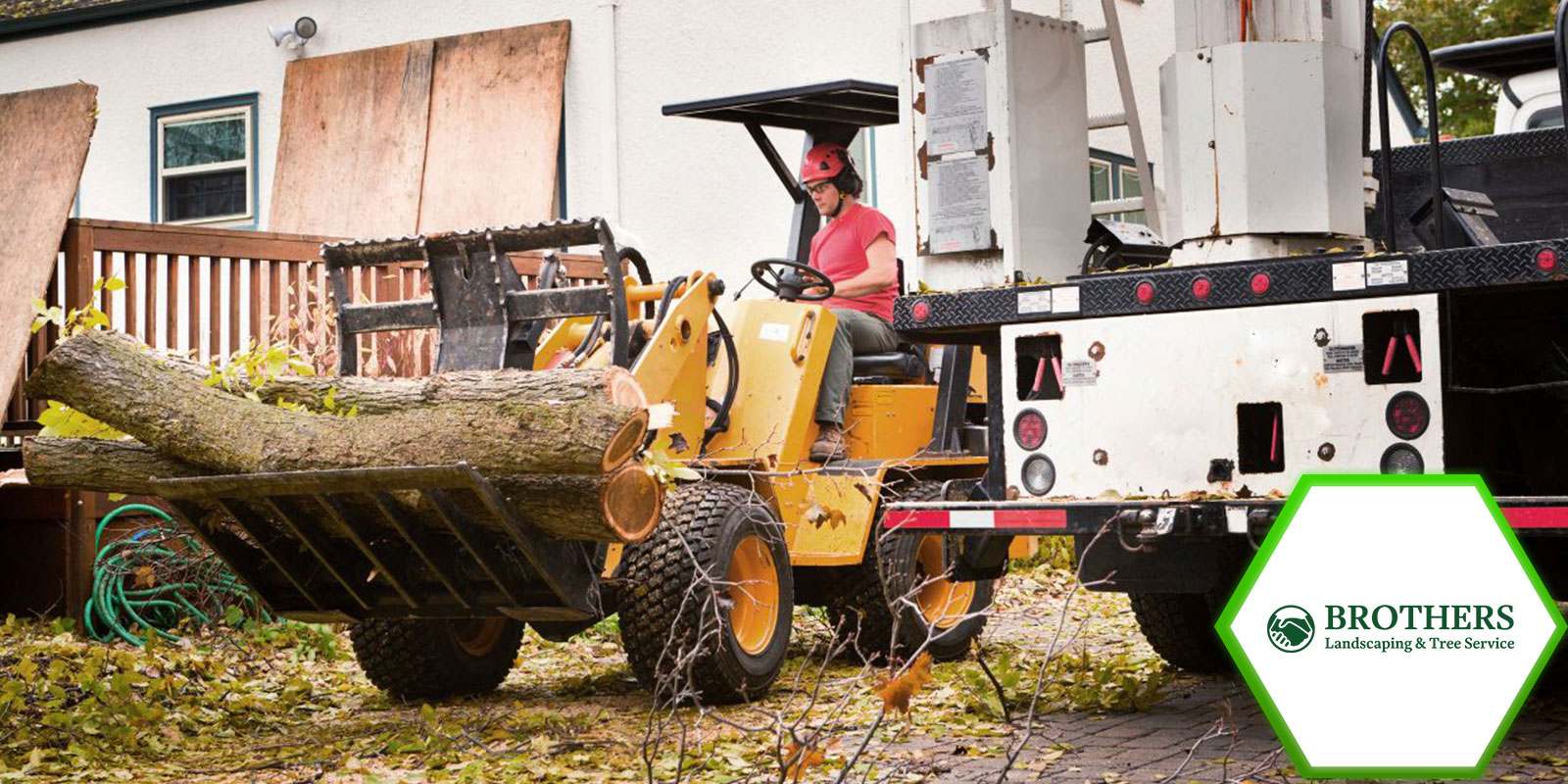 Professional tree removal services handling large trees near buildings and power lines.