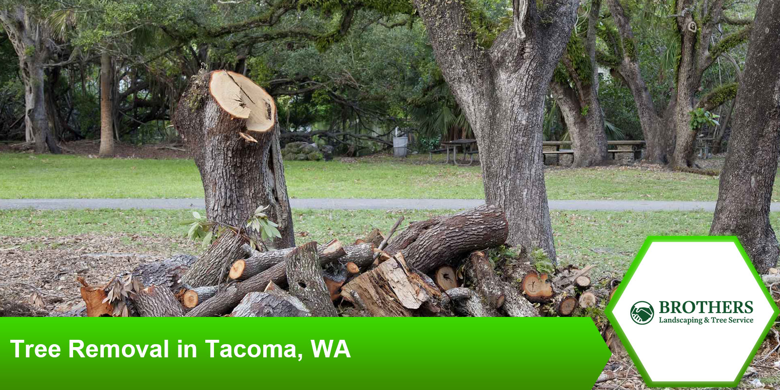 tacoma-wa-tree-removal