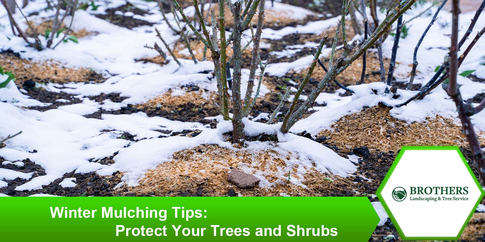 Winter mulching tips for protecting trees and shrubs in cold weather.