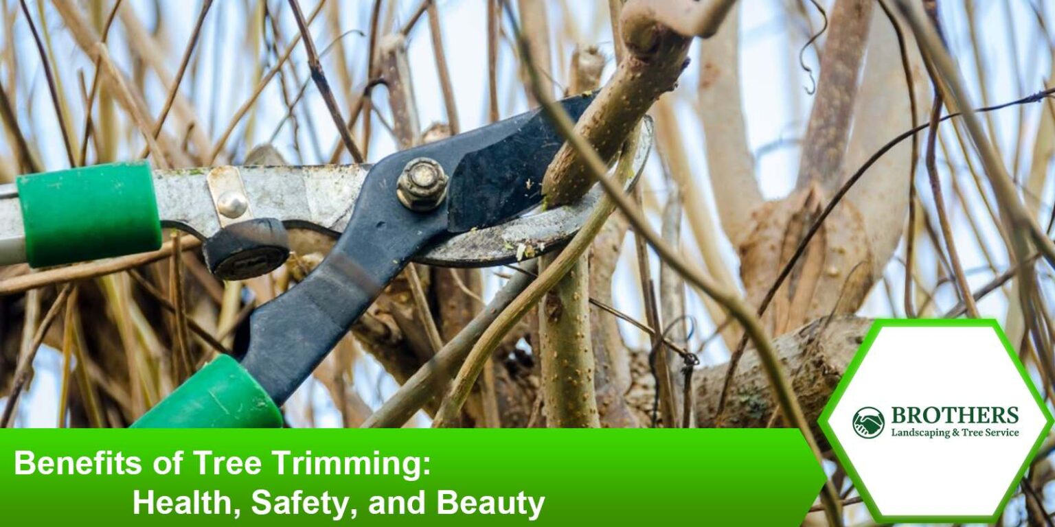 Benefits of Tree Trimming: Health, Safety, and Beauty