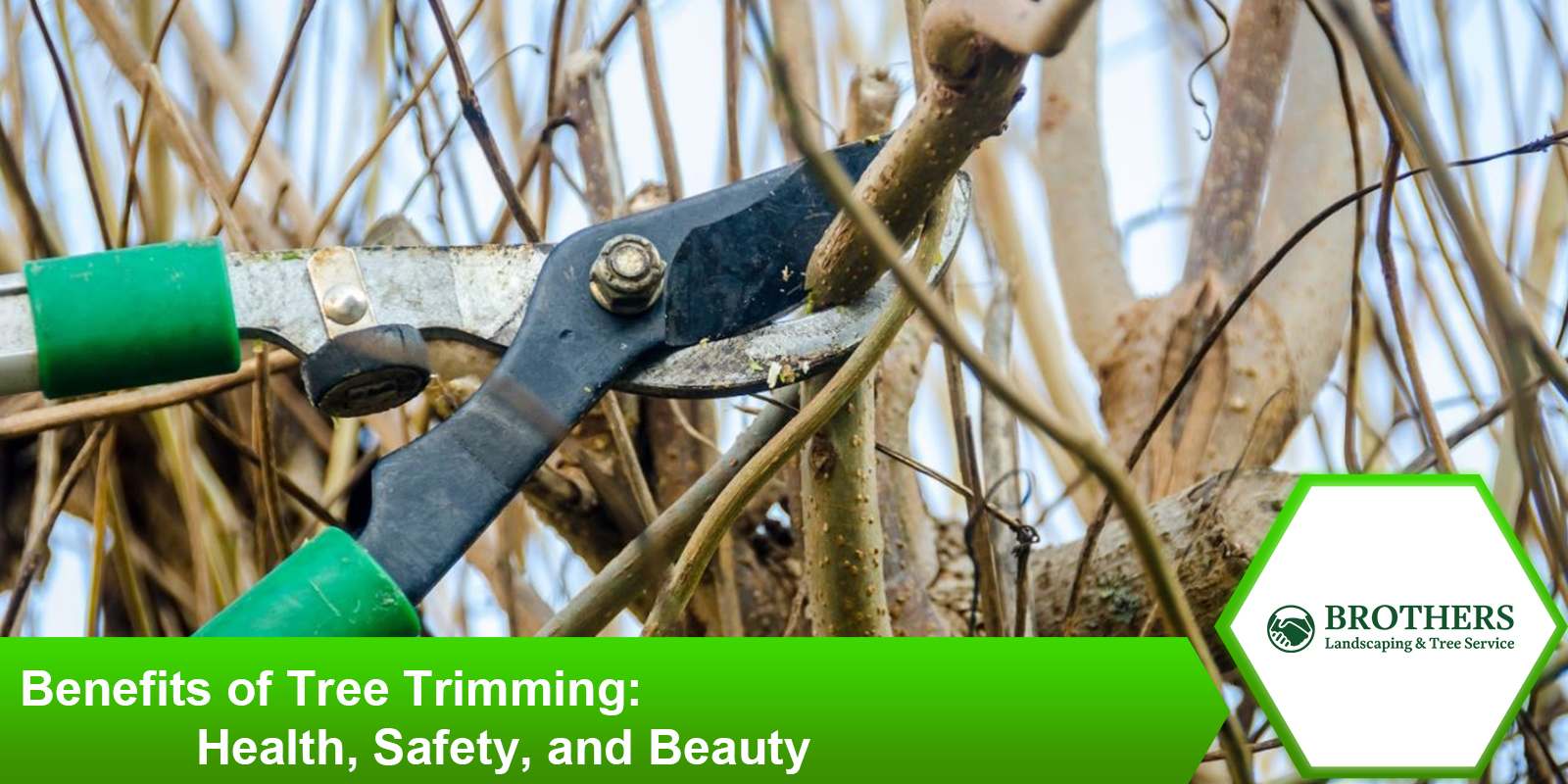 Key benefits of tree trimming for healthy and beautiful trees.