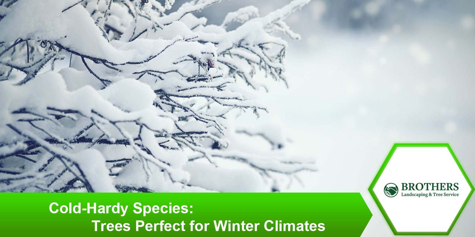 Best cold-hardy tree species for winter climates.