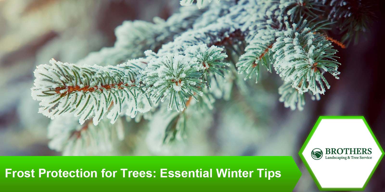 Covering techniques for frost protection of trees in winter.