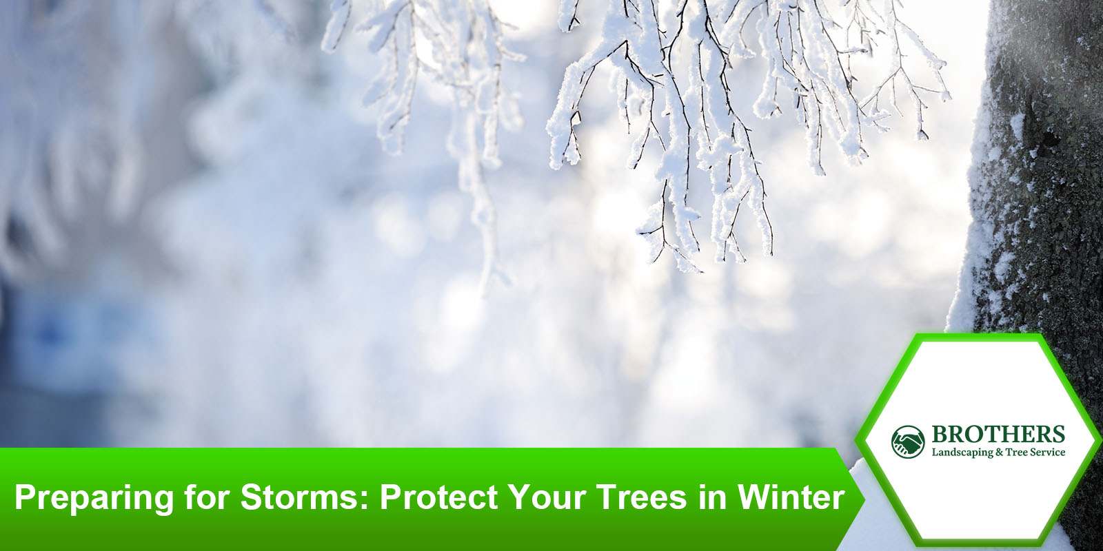 Preparing trees for winter storms with pruning and maintenance.