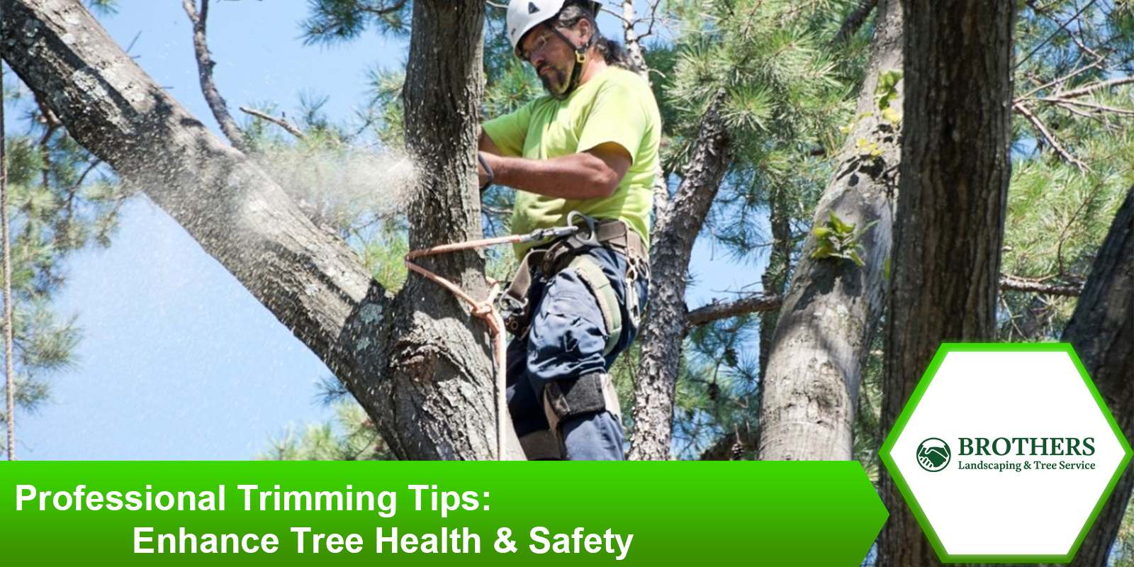 Professional tips for trimming trees to improve health and safety.