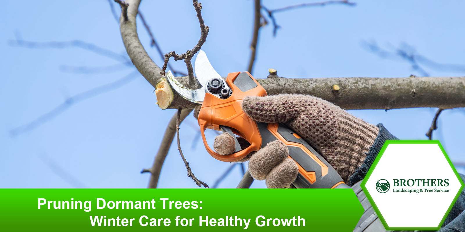 Winter pruning techniques for dormant trees to encourage growth.