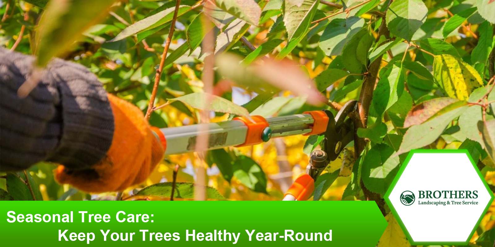 Year-round tree care tips for maintaining healthy trees.