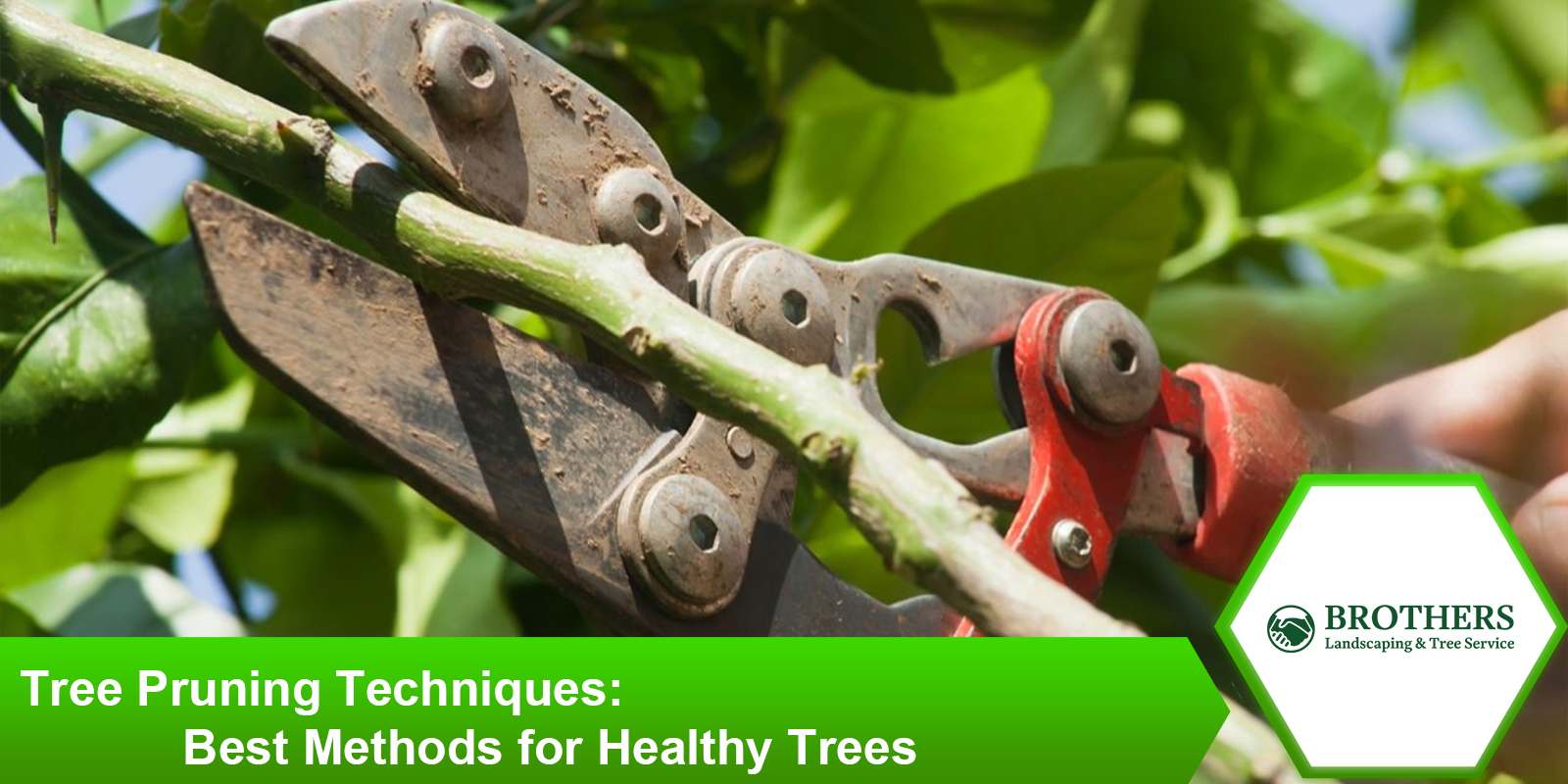 Effective tree pruning techniques for maintaining healthy trees.