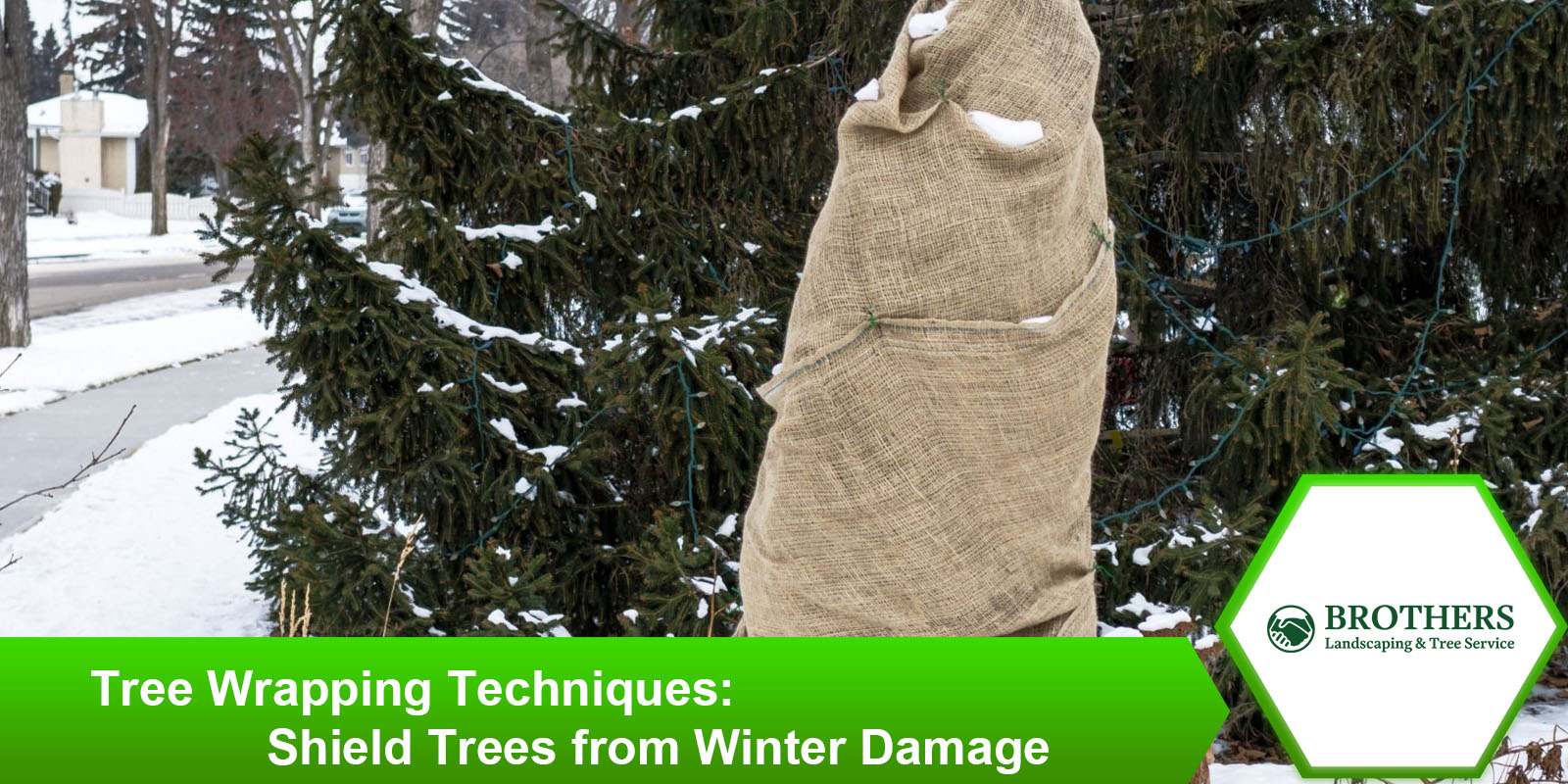 Effective tree wrapping techniques to protect trees from winter damage.