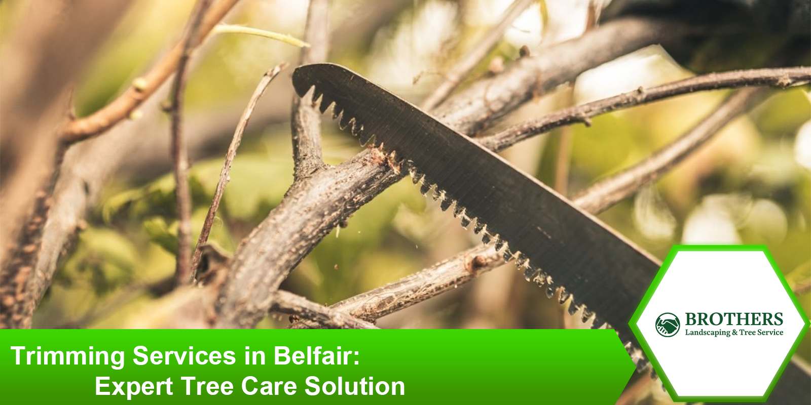 Expert tree trimming services in Belfair for healthier trees.