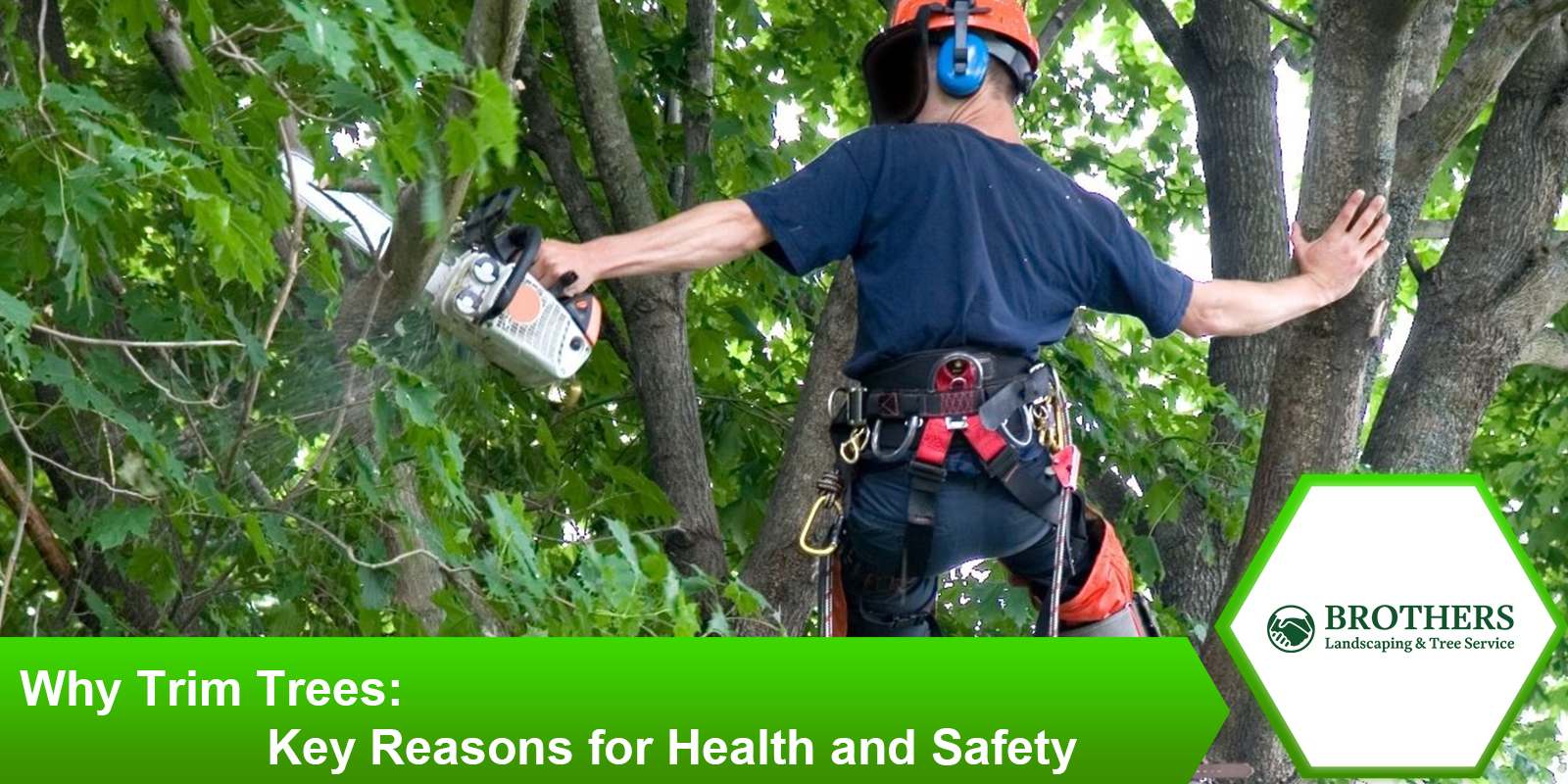 Trimming trees to remove weak or hazardous branches for safety.