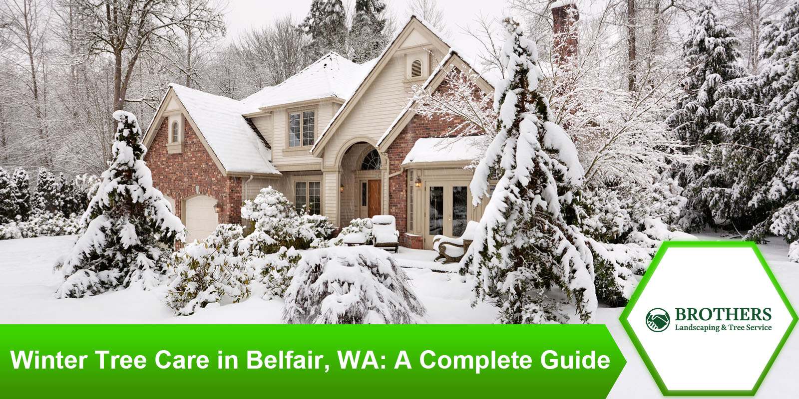 Winter tree care tips for maintaining healthy trees in Belfair, WA.