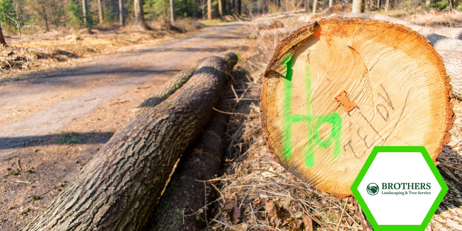 Cutting through a large tree trunk