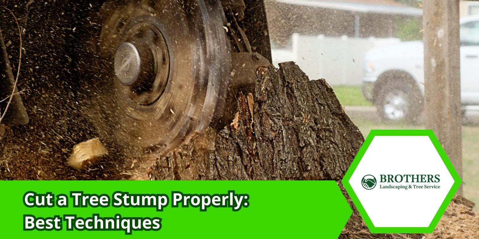 Cutting a tree stump with a saw