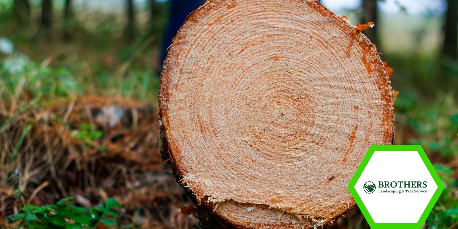 Large pine tree stump with exposed roots