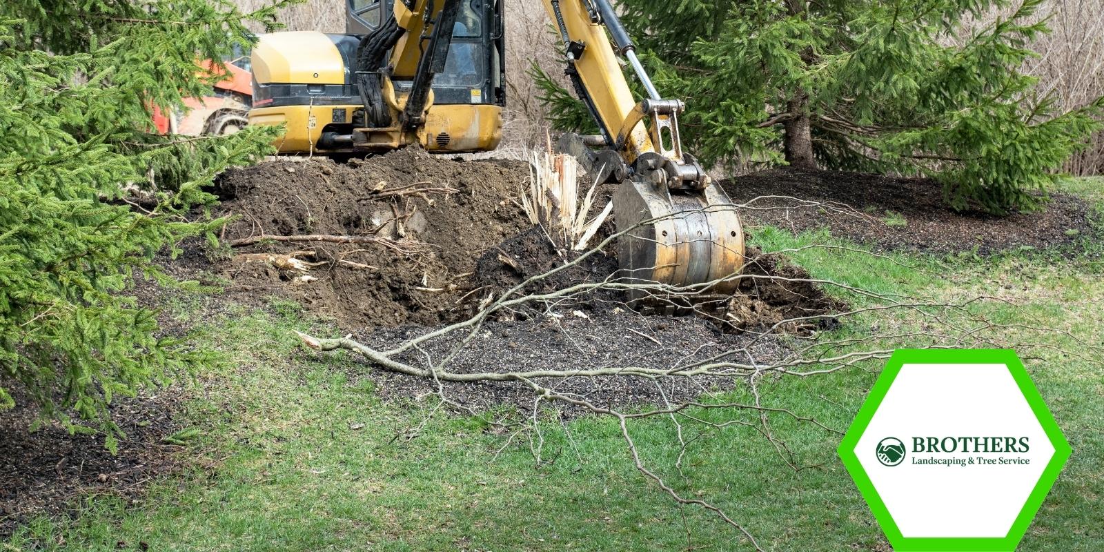 Digging around a tree stump for removal