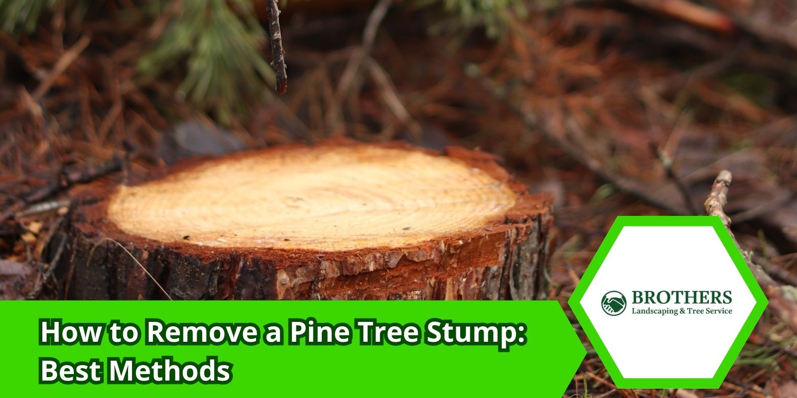 Removing a pine tree stump from a yard