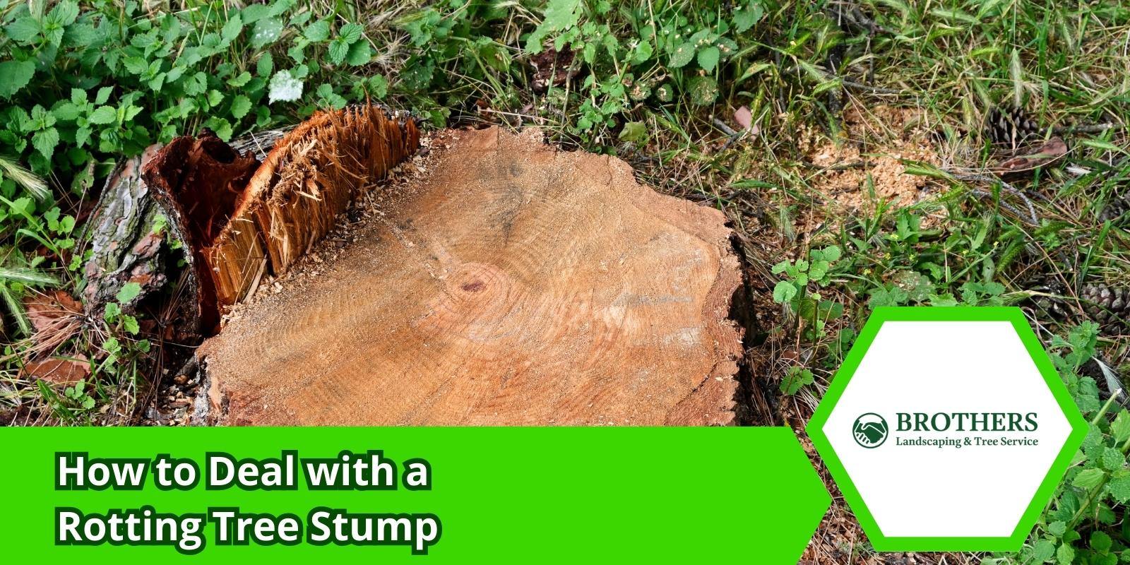 Close-up of a rotting tree stump