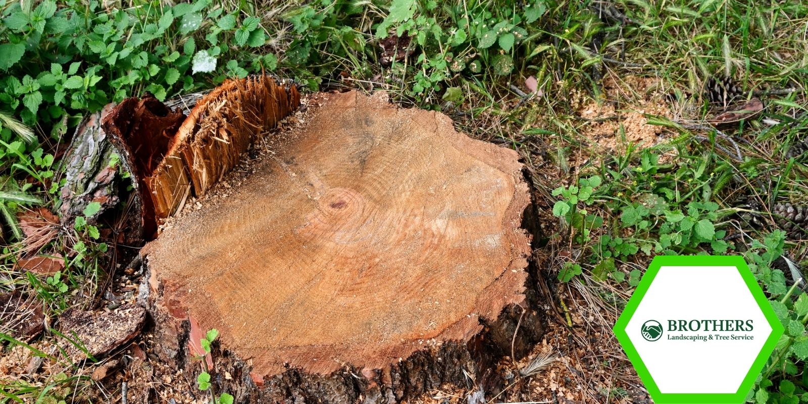 Large tree stump in a yard