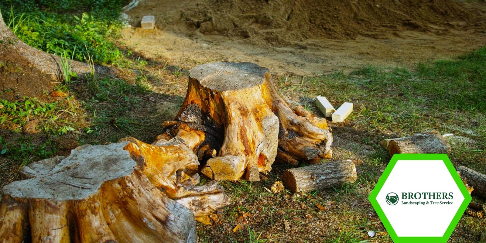 Different methods for cutting a tree stump