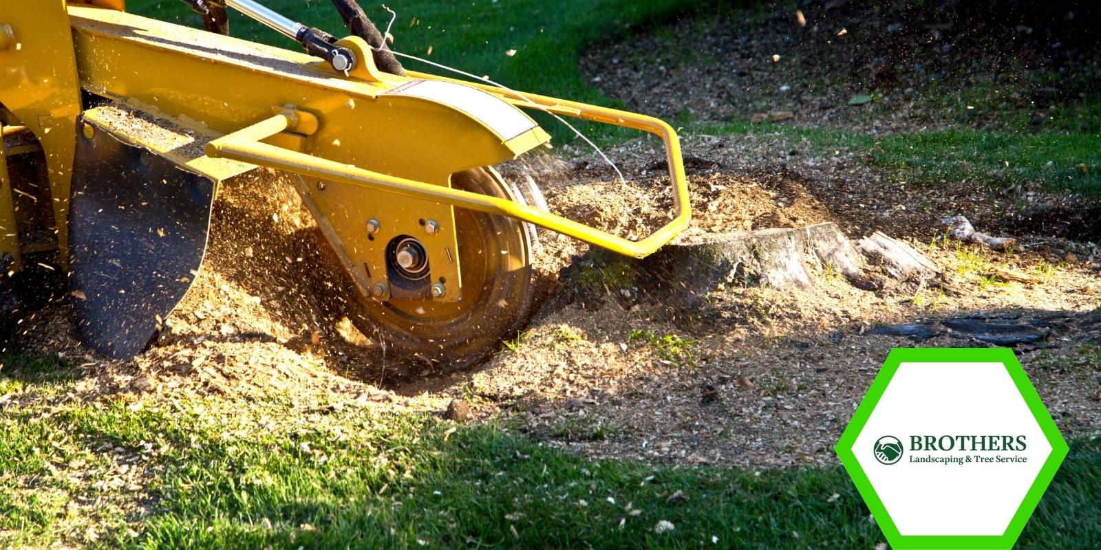 Step-by-step tree stump removal process