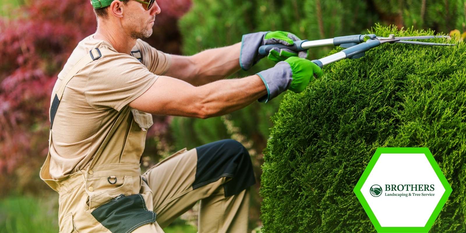Cutting back diseased branches from overgrown shrub