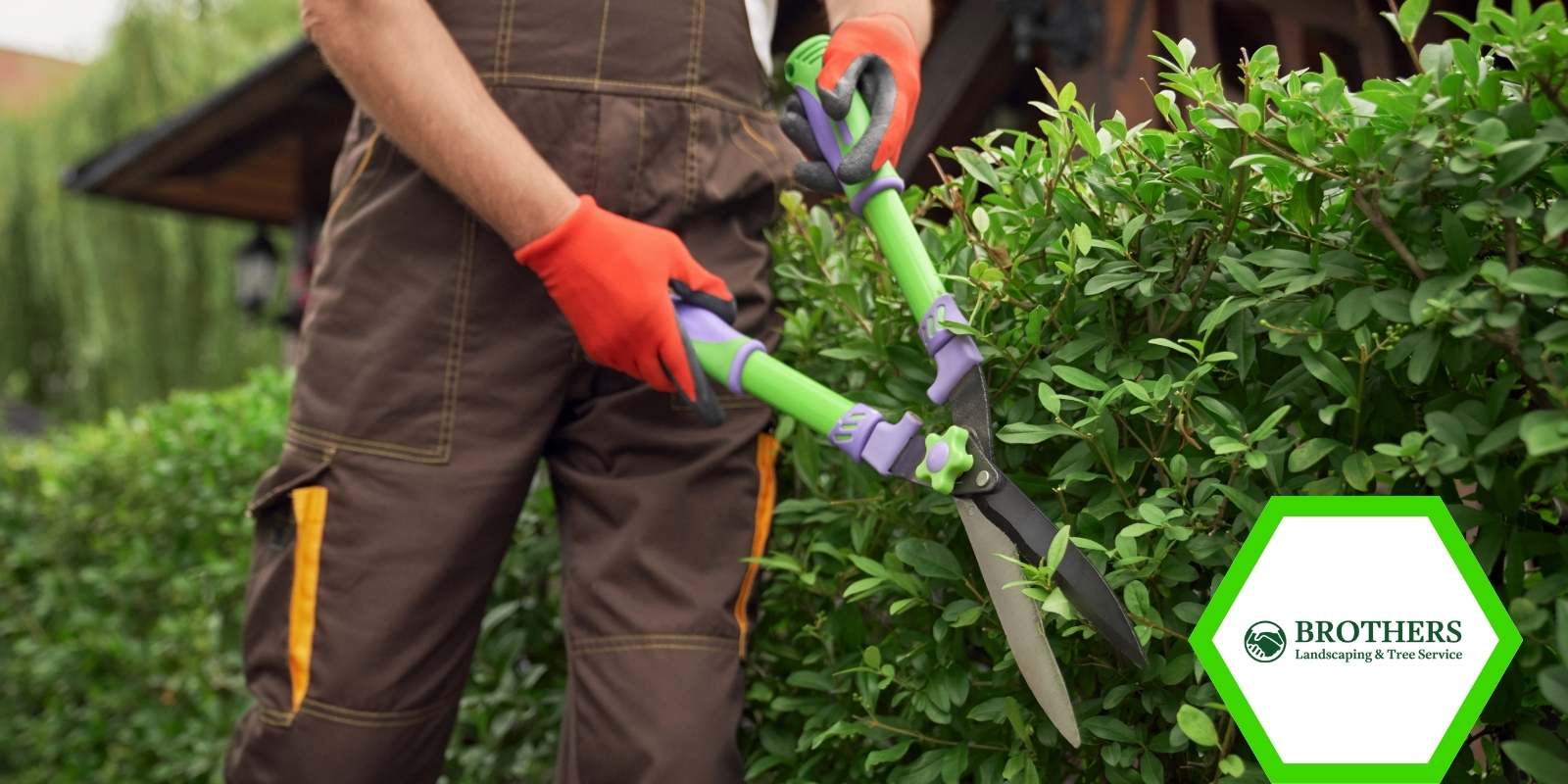 Homeowner cutting back overgrown shrub