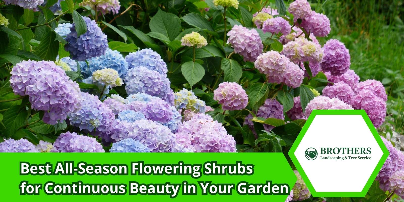 Endless Summer Hydrangea blooming with vibrant colors in the garden