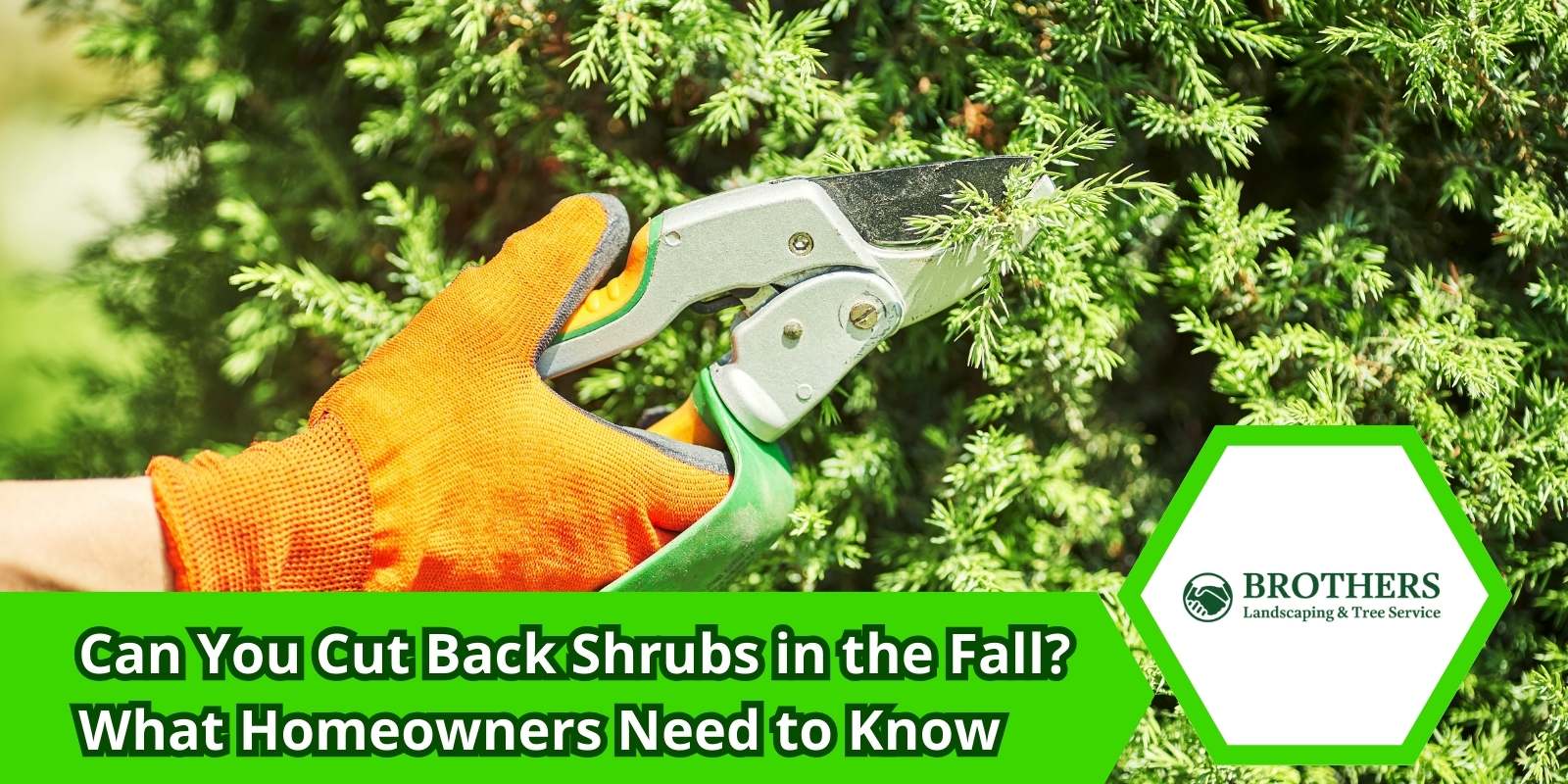 Light shrub trimming during the fall in Belfair, WA