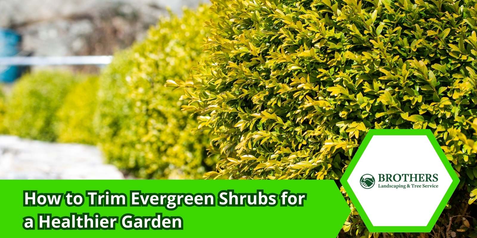 Trimming dead branches of an evergreen shrub for healthier growth